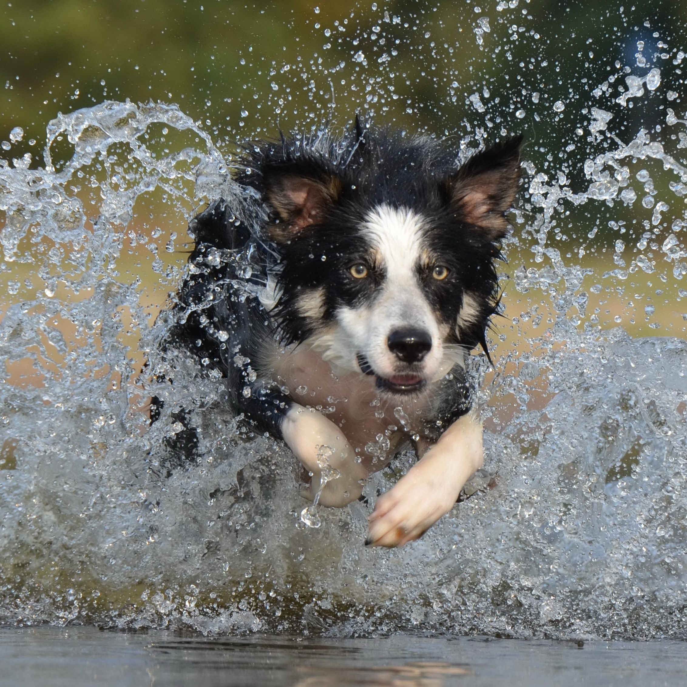 Hard sales working dog